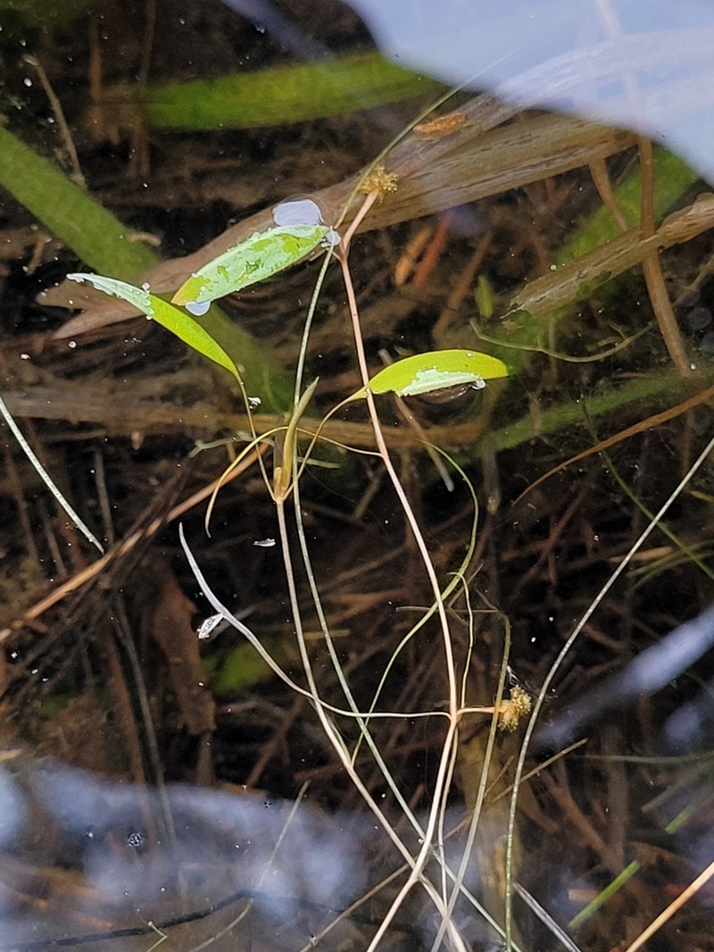 Snailseed Pondweed photo 5