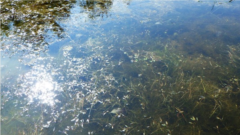 Snailseed Pondweed photo 6
