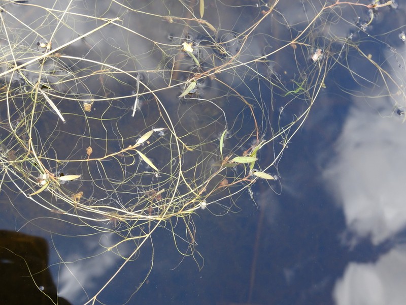 Snailseed Pondweed photo 7
