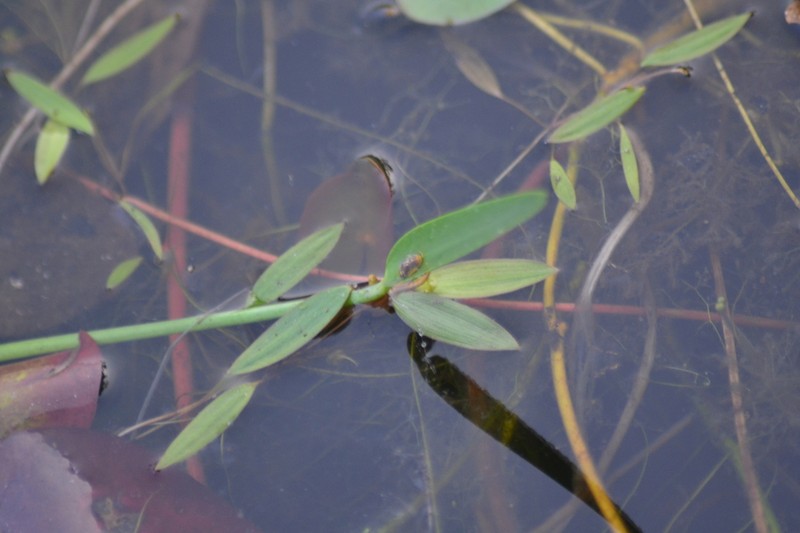 Snailseed Pondweed photo 8