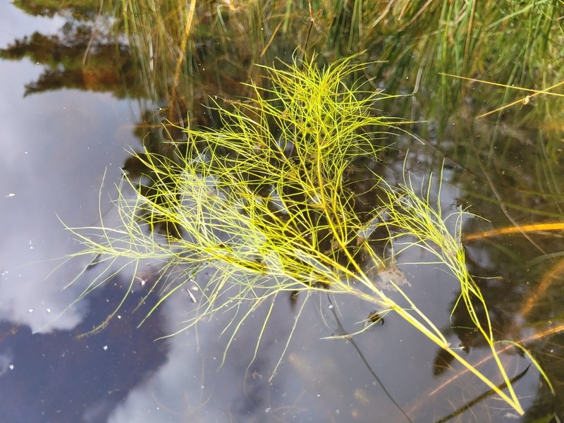 Tuckerman's Pondweed photo 2
