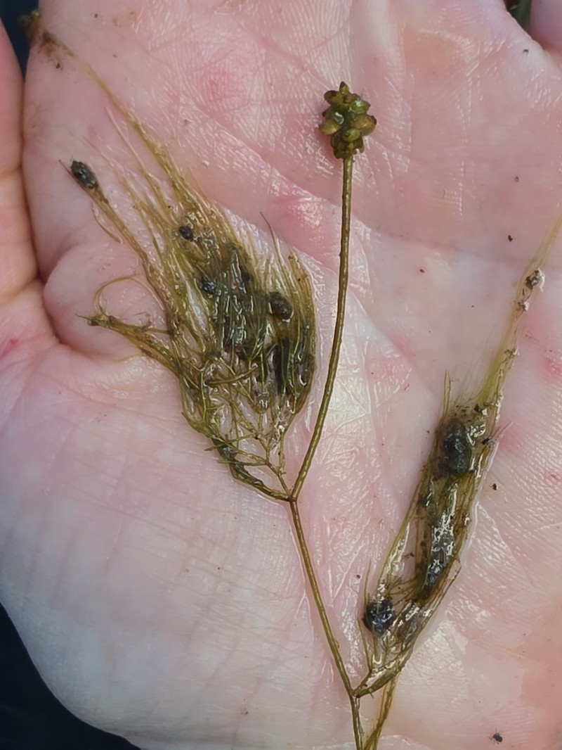 Tuckerman's Pondweed photo 3