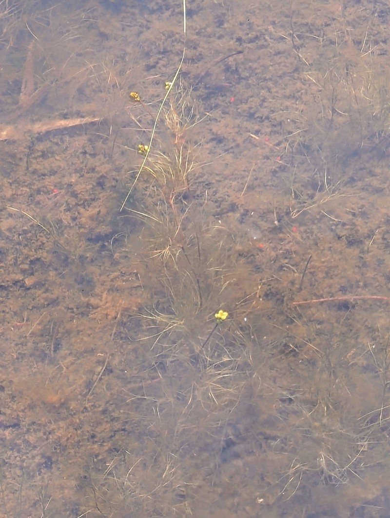 Tuckerman's Pondweed photo 4