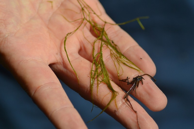 Tuckerman's Pondweed photo 6