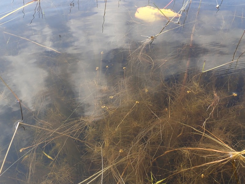 Tuckerman's Pondweed photo 7