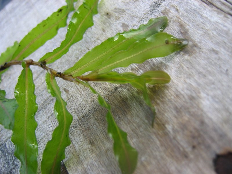 Curly Pondweed photo 5