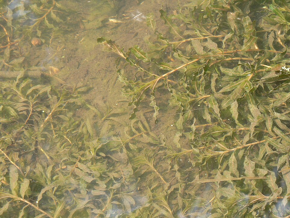 Curly Pondweed photo 6