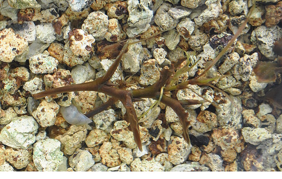 Curly Pondweed photo 7