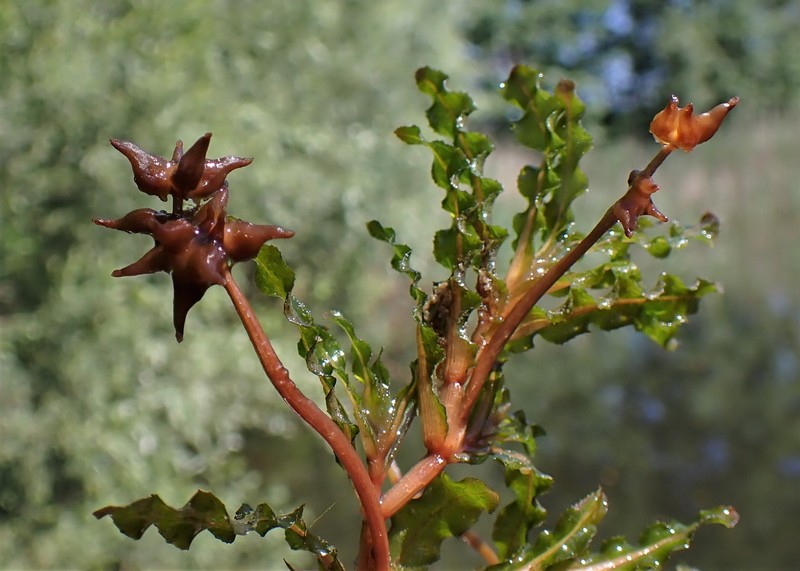 Curly Pondweed photo 3