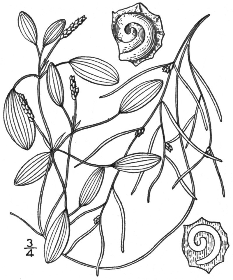 Waterthread Pondweed