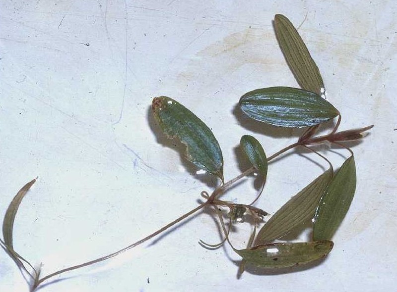 Waterthread Pondweed photo 2