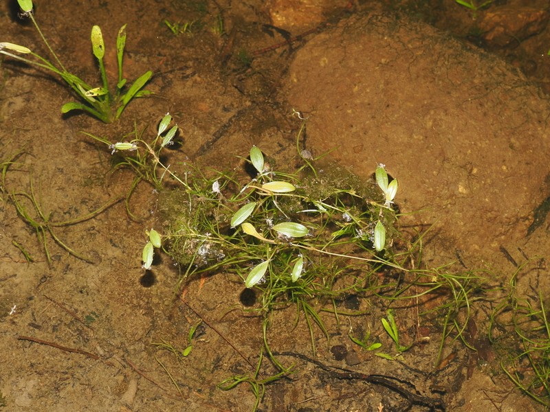 Waterthread Pondweed photo 3