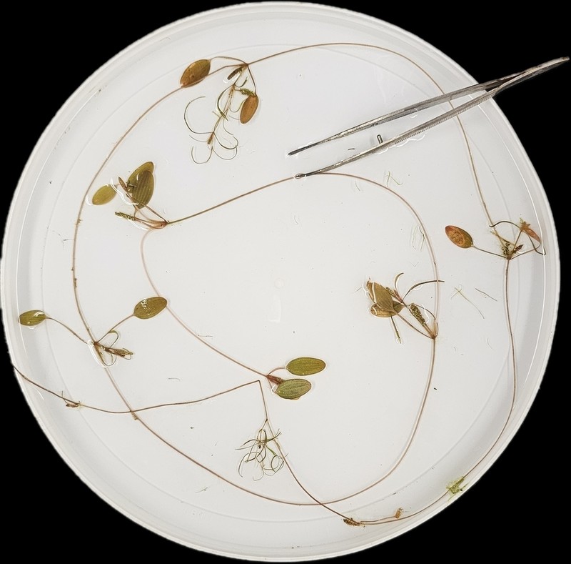 Waterthread Pondweed photo 4