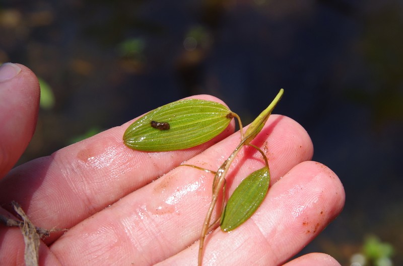 Waterthread Pondweed photo 5