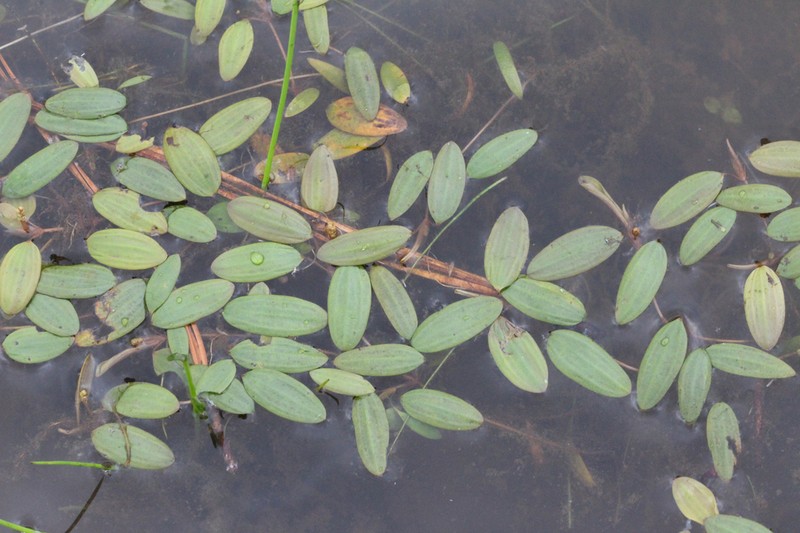 Waterthread Pondweed photo 7