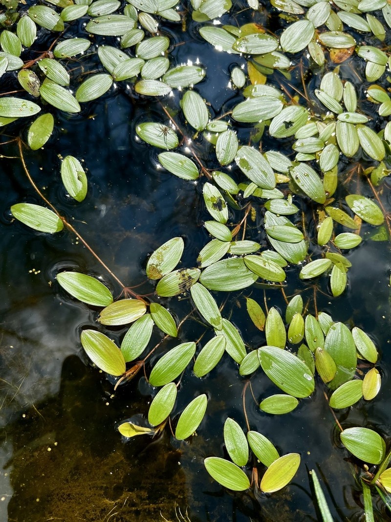 Waterthread Pondweed photo 8