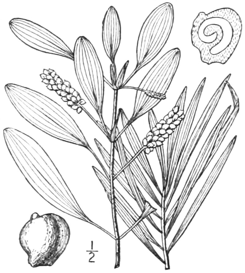 Ribbonleaf Pondweed