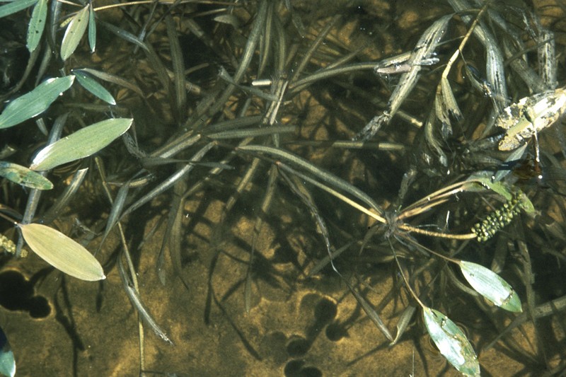 Ribbonleaf Pondweed photo 2