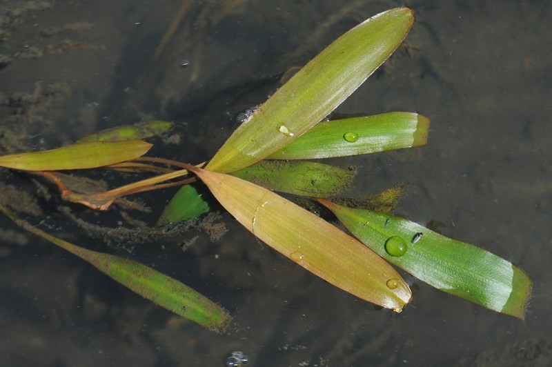 Ribbonleaf Pondweed photo 3