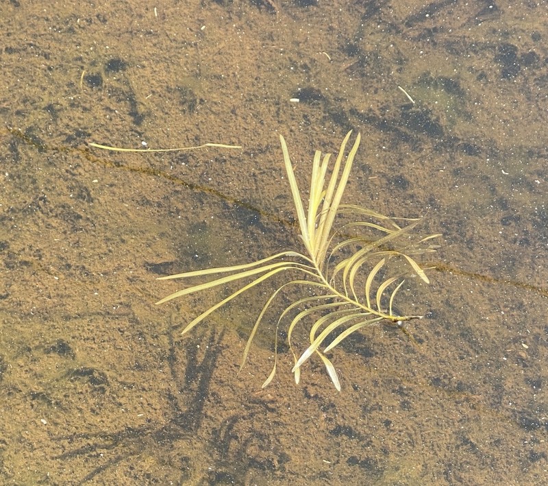 Ribbonleaf Pondweed photo 4