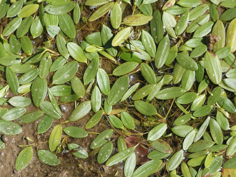 Ribbonleaf Pondweed photo 5