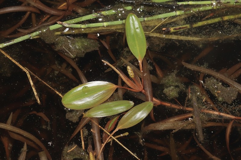 Ribbonleaf Pondweed photo 6