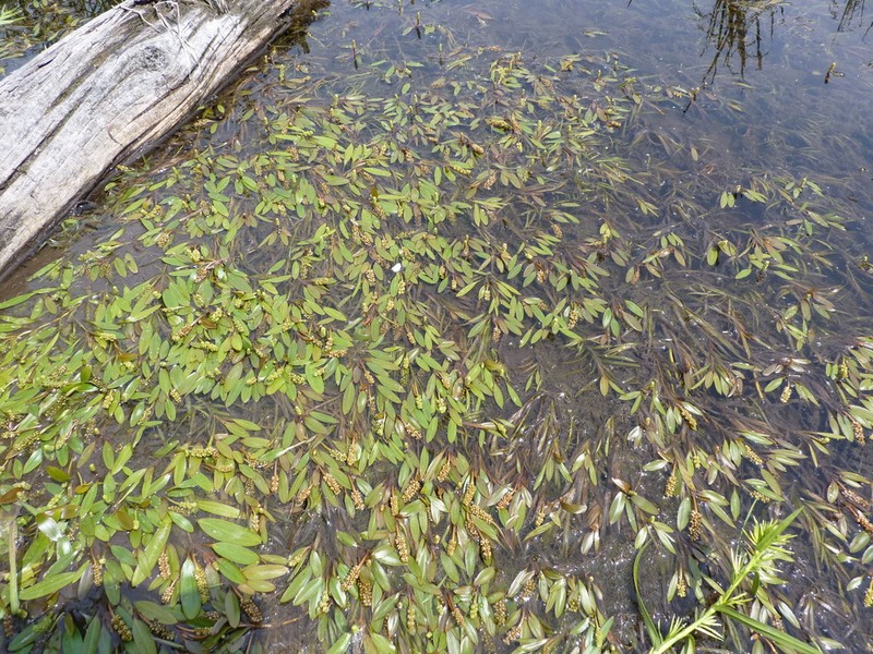 Ribbonleaf Pondweed photo 7