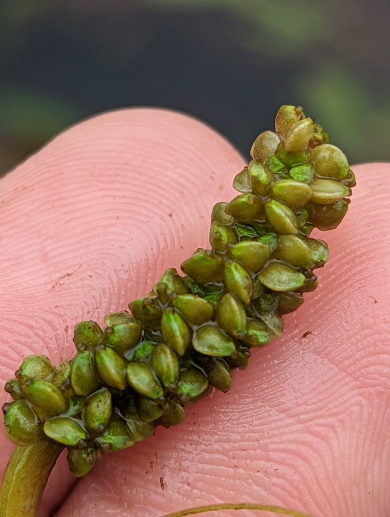 Ribbonleaf Pondweed photo 8