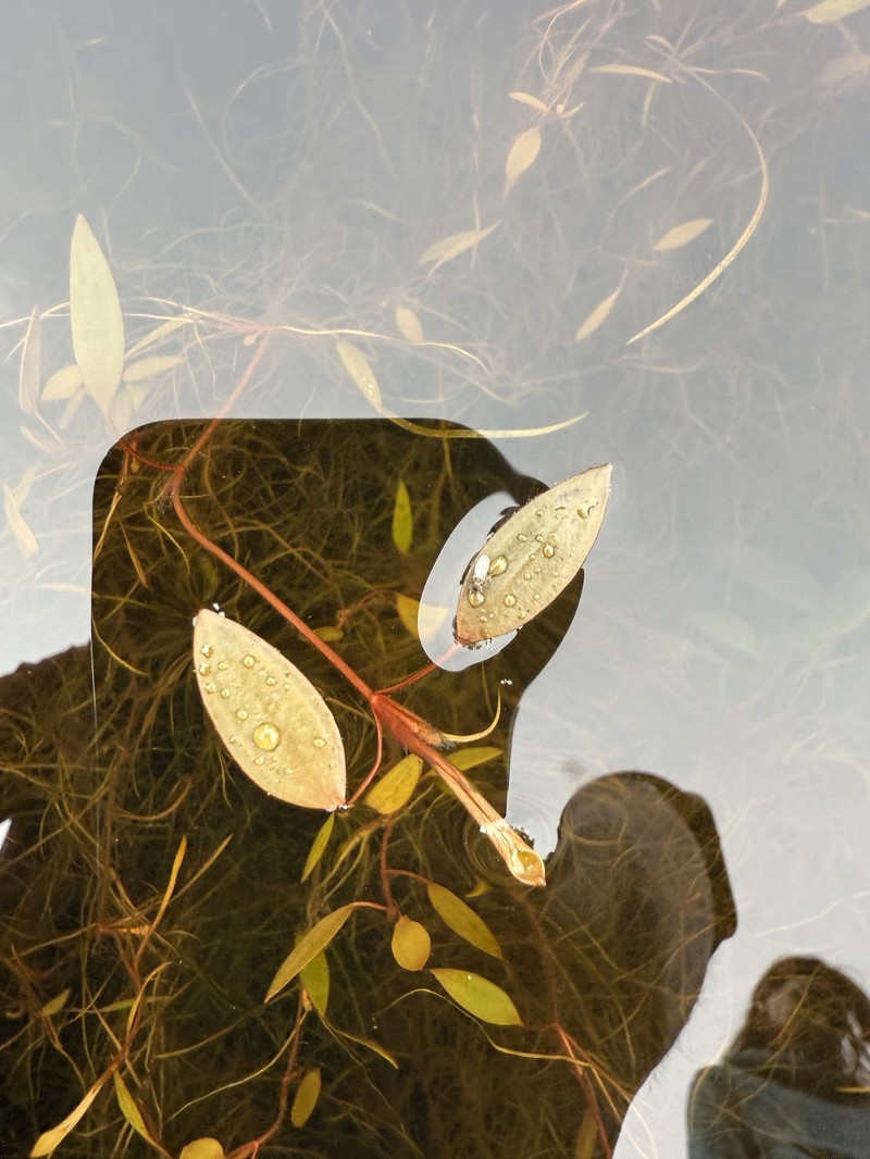 Florida Pondweed photo 2