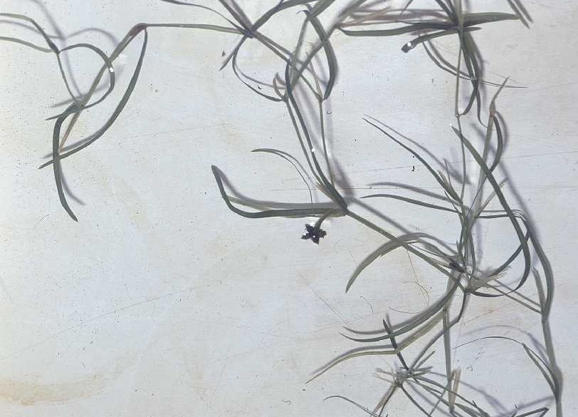 Leafy Pondweed