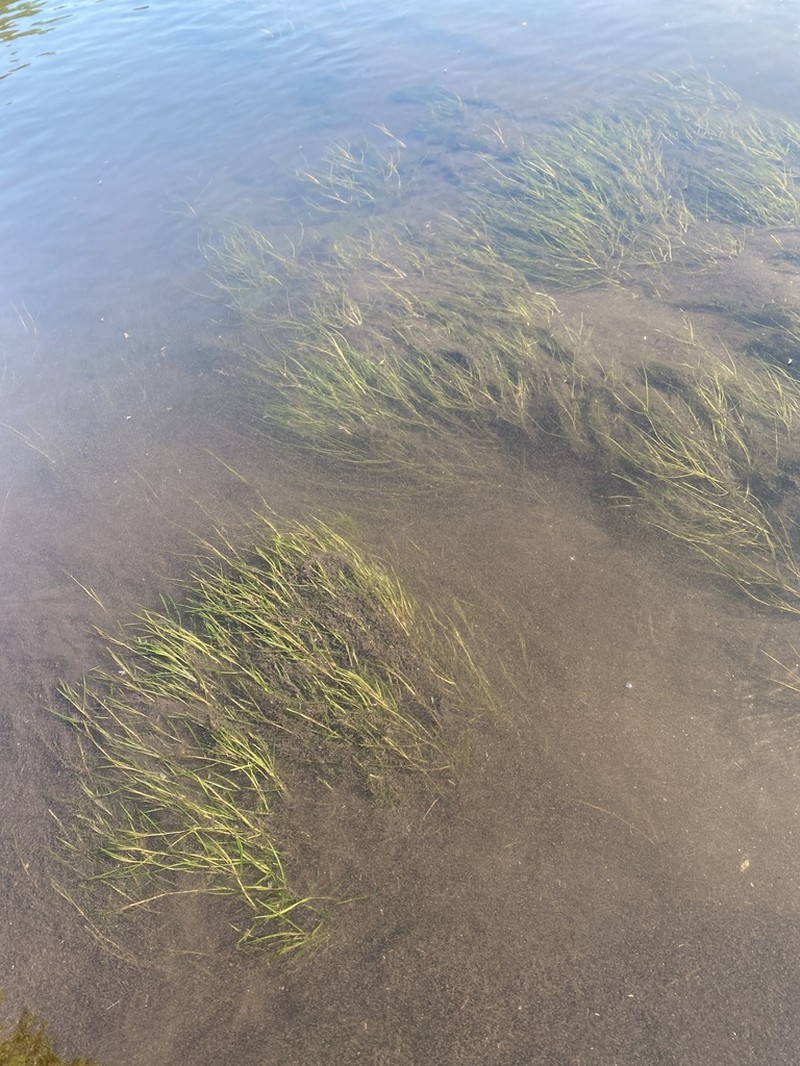 Leafy Pondweed photo 2