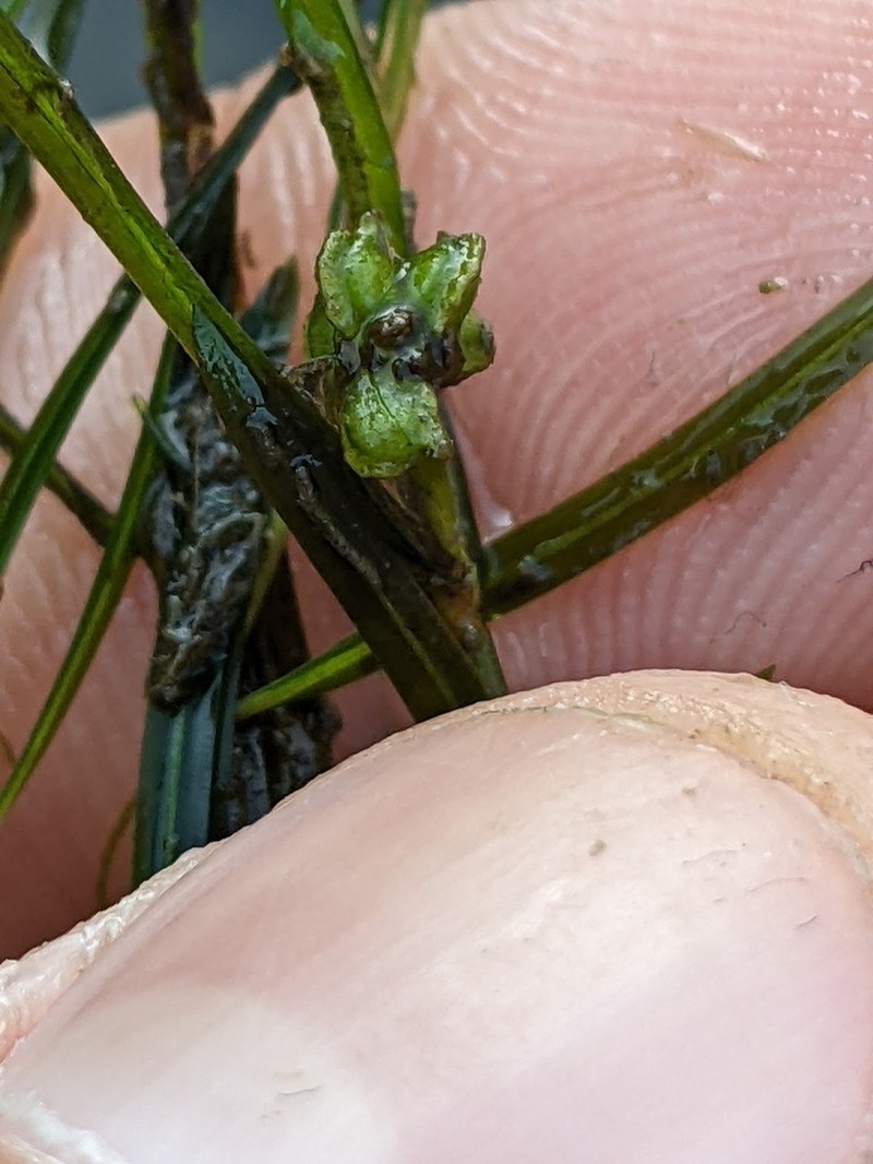 Leafy Pondweed photo 3