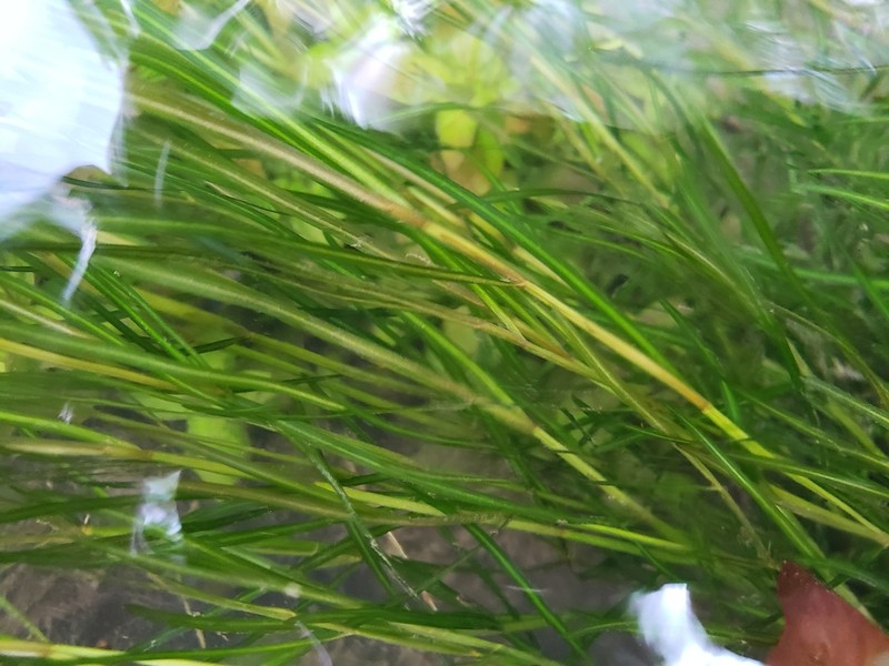 Leafy Pondweed photo 4