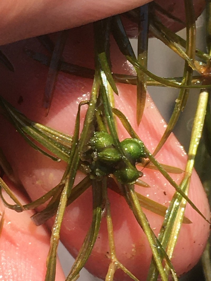 Leafy Pondweed photo 5