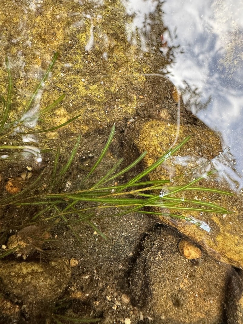 Leafy Pondweed photo 6