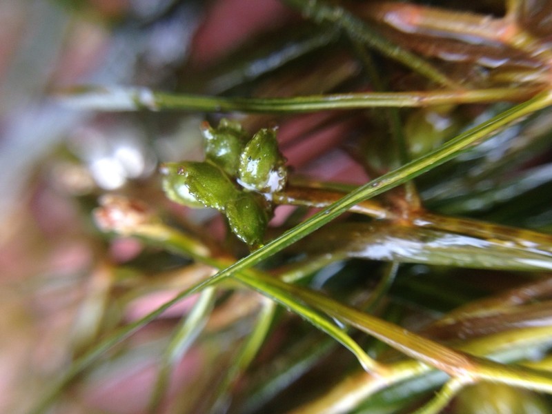 Leafy Pondweed photo 7
