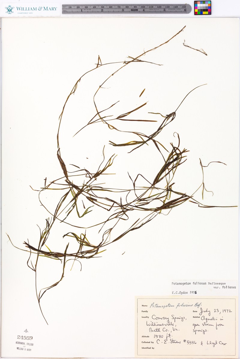 Potamogeton foliosus subsp. fibrillosus