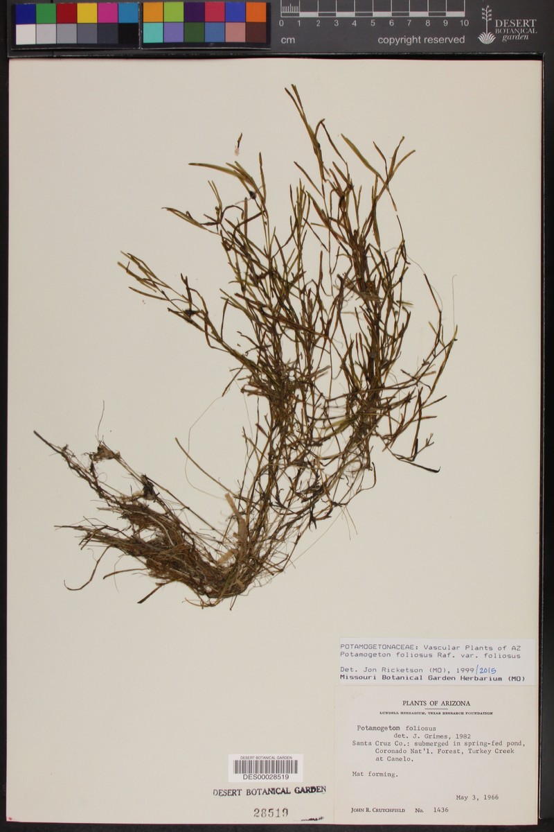 Potamogeton foliosus subsp. fibrillosus photo 2