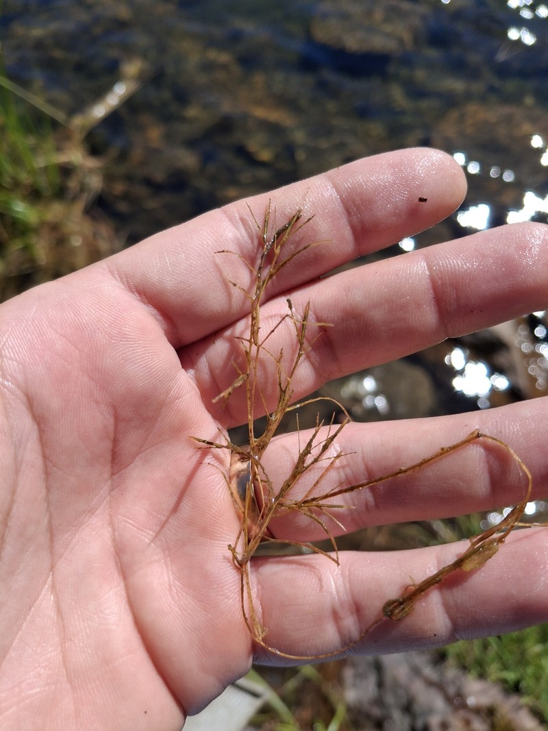 Potamogeton foliosus subsp. foliosus