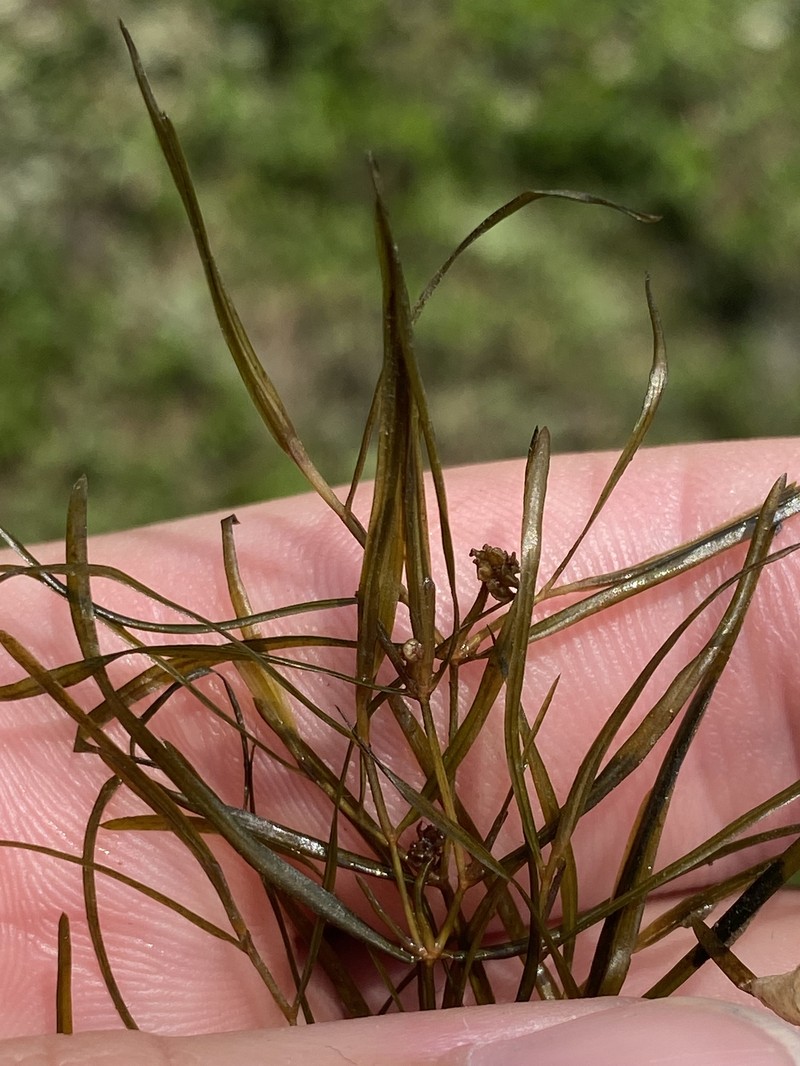 Potamogeton foliosus subsp. foliosus photo 2