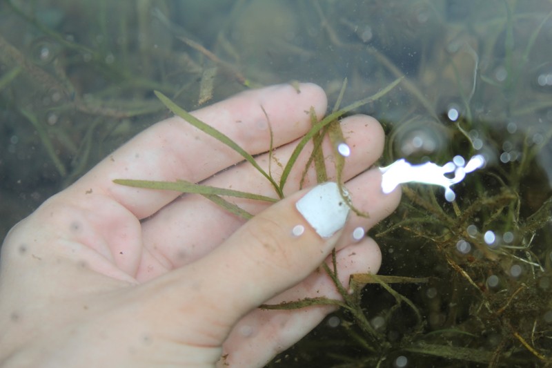 Potamogeton foliosus subsp. foliosus photo 3