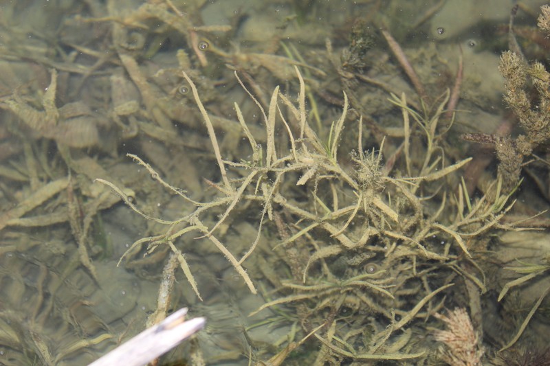 Potamogeton foliosus subsp. foliosus photo 4