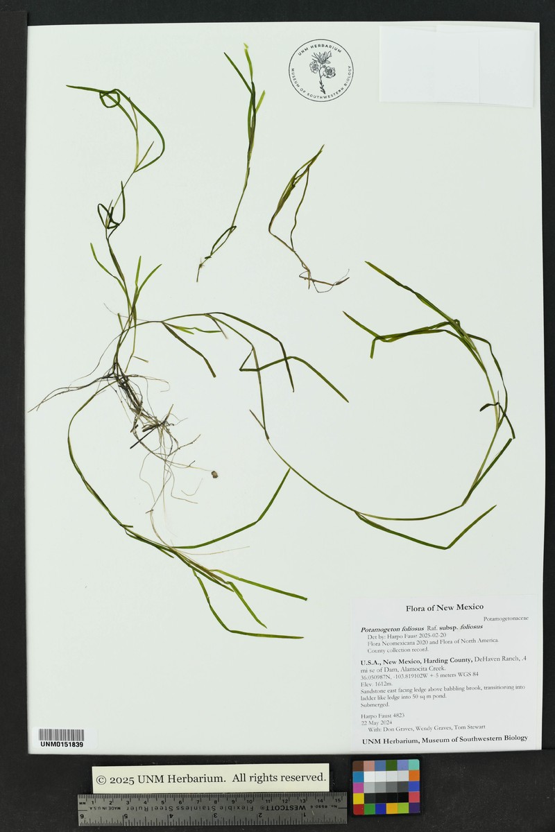 Potamogeton foliosus subsp. foliosus photo 5
