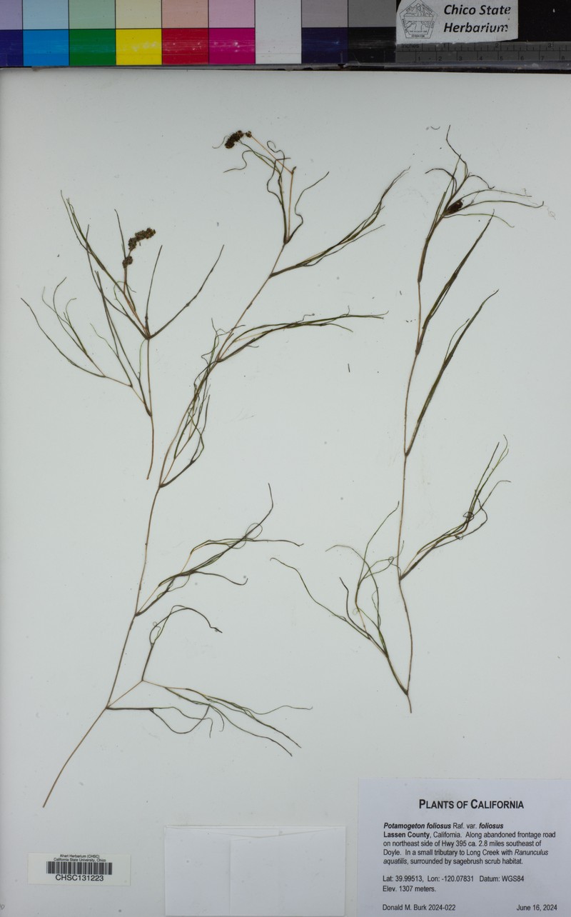 Potamogeton foliosus subsp. foliosus photo 6