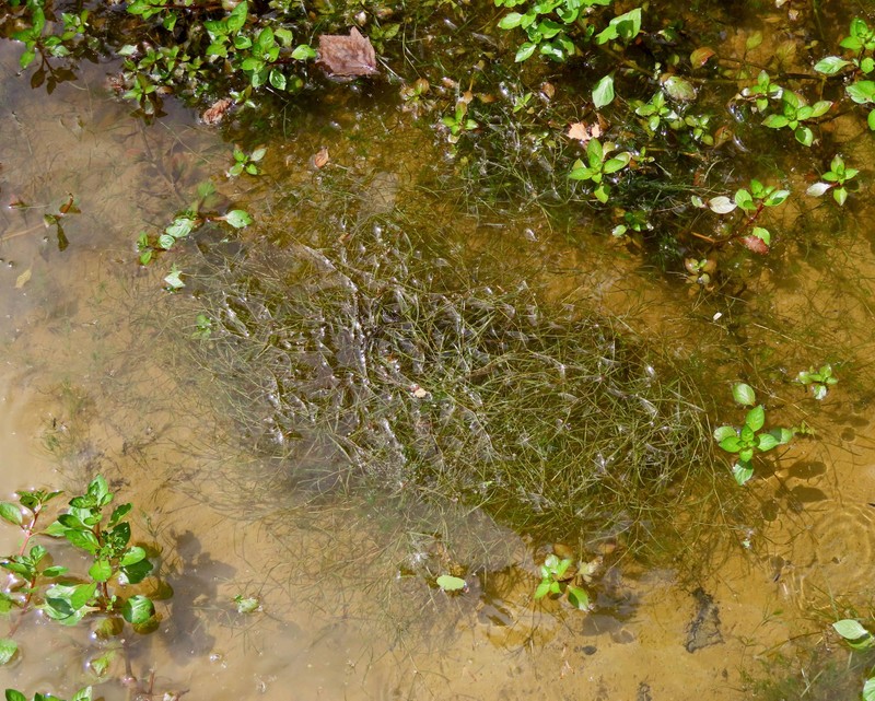 Potamogeton foliosus subsp. foliosus photo 7