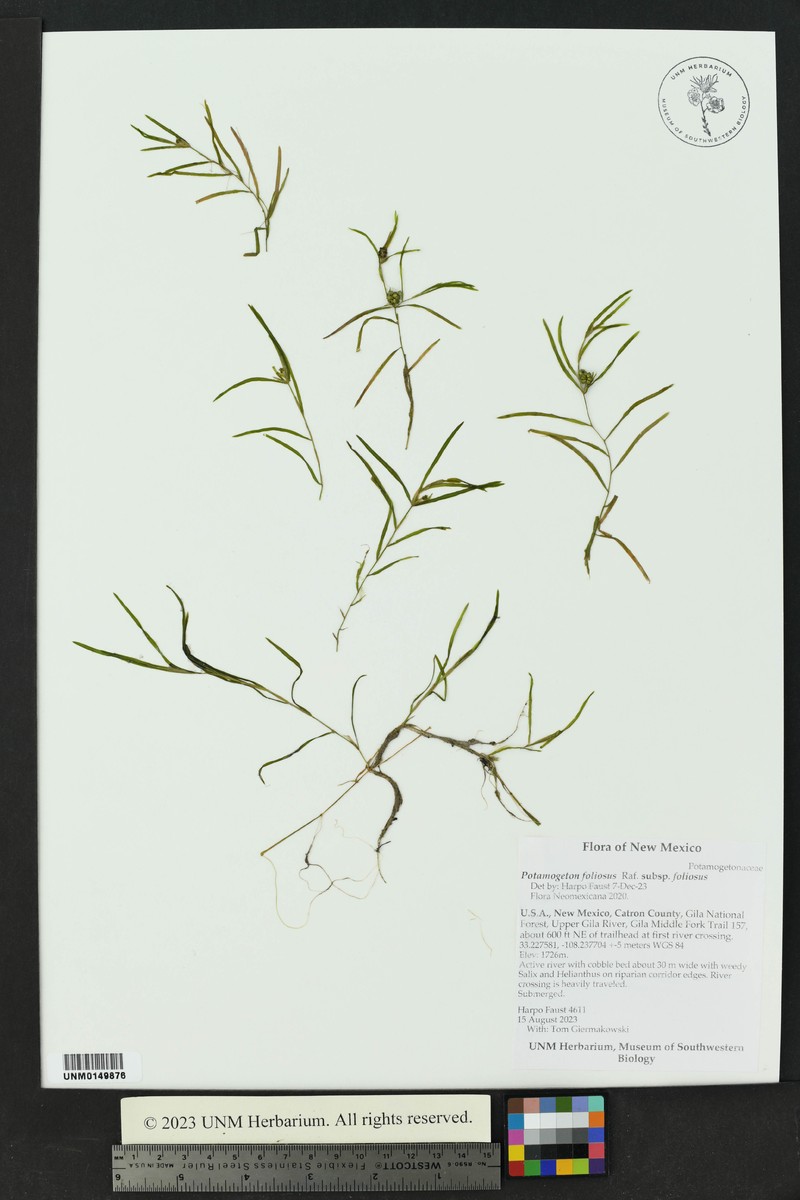 Potamogeton foliosus subsp. foliosus photo 8