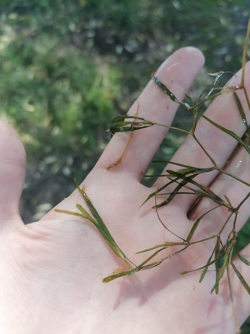 Fries' Pondweed photo 2