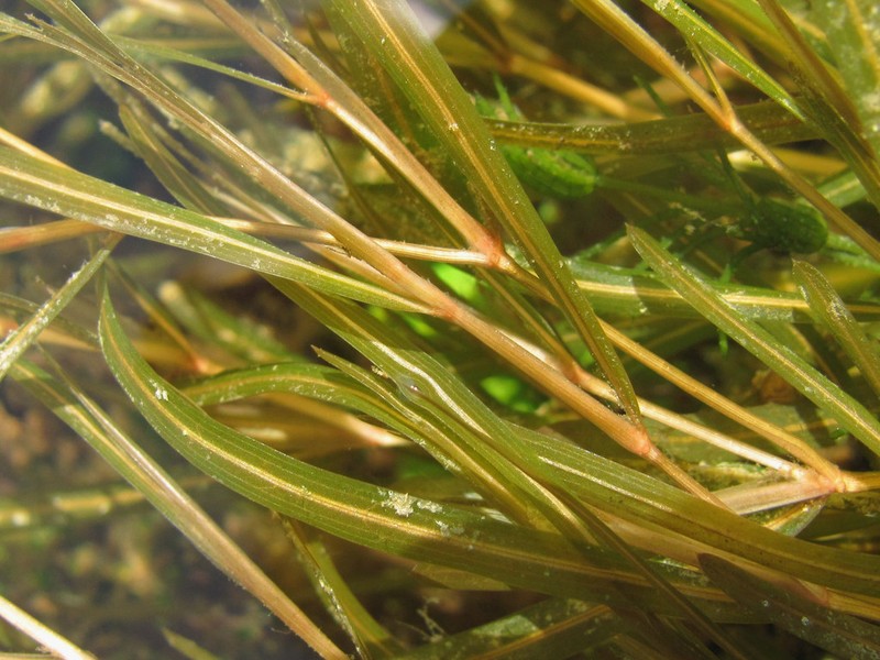 Fries' Pondweed photo 3