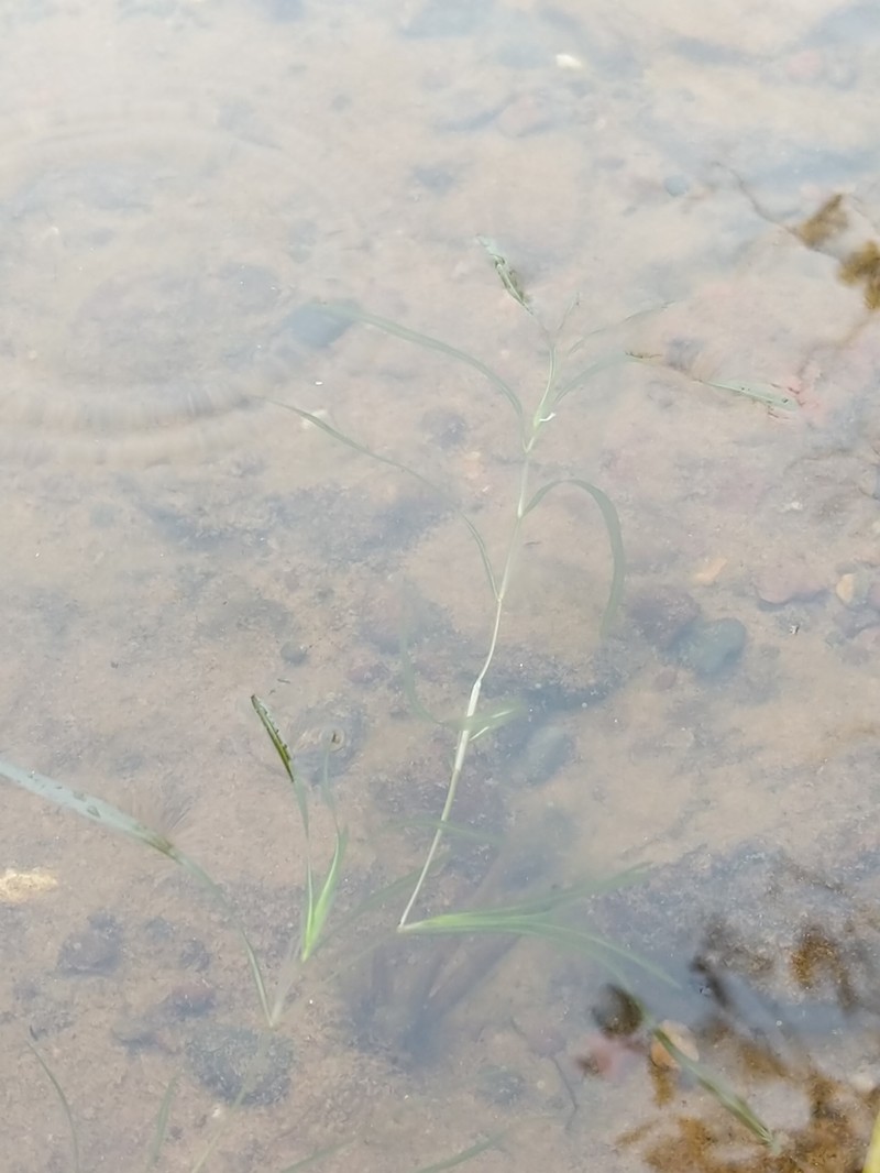 Fries' Pondweed photo 5