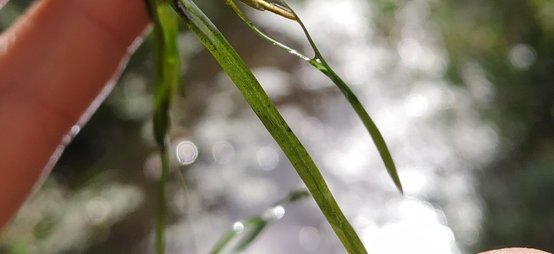 Fries' Pondweed photo 6